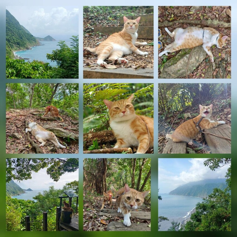 【宜蘭.蘇澳】朝陽國家步道。步道全長2.2公里。沿路的觀景台都可以眺望整個海灣