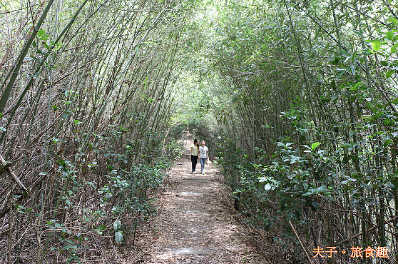 三灣秘境探訪 老銃櫃步道 竹林龍貓隧道 X 三聯埤 童話埤塘秘境