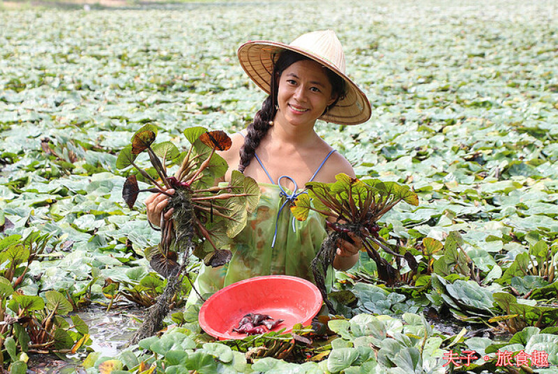 官田菱角進入盛產期  2022官田菱角節即將登場 