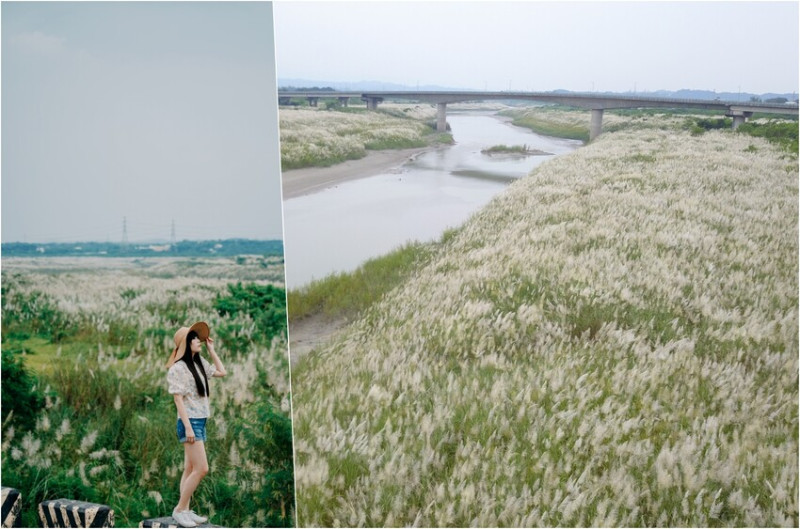 【台南大內│景點】大內甜根子草。曾文溪畔初秋美景，白茫盛開九月雪，延漫公里遠