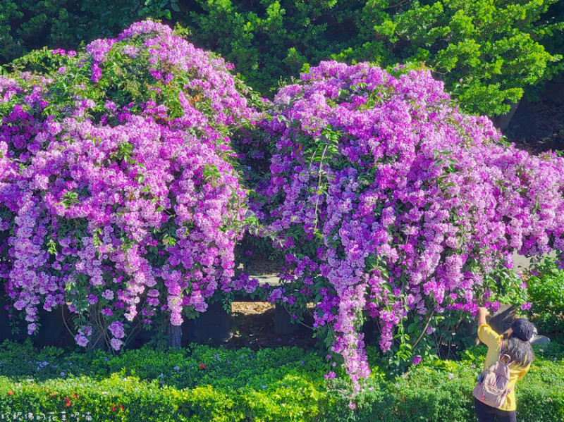 【新北市泰山區】2022泰山區楓樹里蒜香藤花季｜楓樹河濱公園