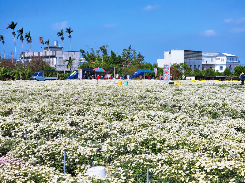 【苗栗縣銅鑼鄉】2022苗栗銅鑼杭菊芋頭節「菊祥如芋」｜銅鑼車站後方花田賞杭菊