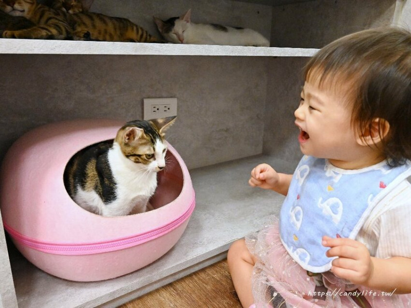 浪愛有家中途貓餐廳｜與可愛貓咪親密互動零距離，還有精緻又美味的餐點可以享用～
