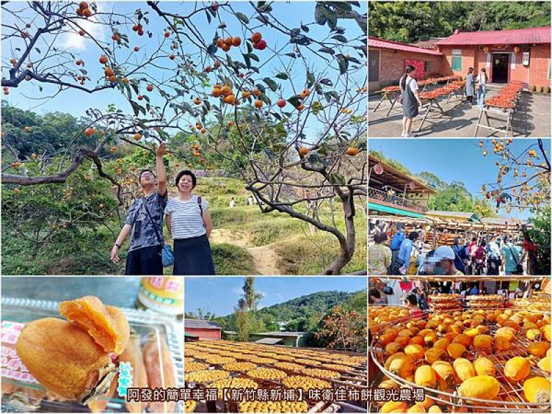 ﹝新竹縣新埔﹞味衛佳柿餅觀光農場　傳承百年傳統工法，秋冬限定！金黃柿海如暖陽般的美麗景色~　／免費入園／新竹人氣景點／新埔必訪