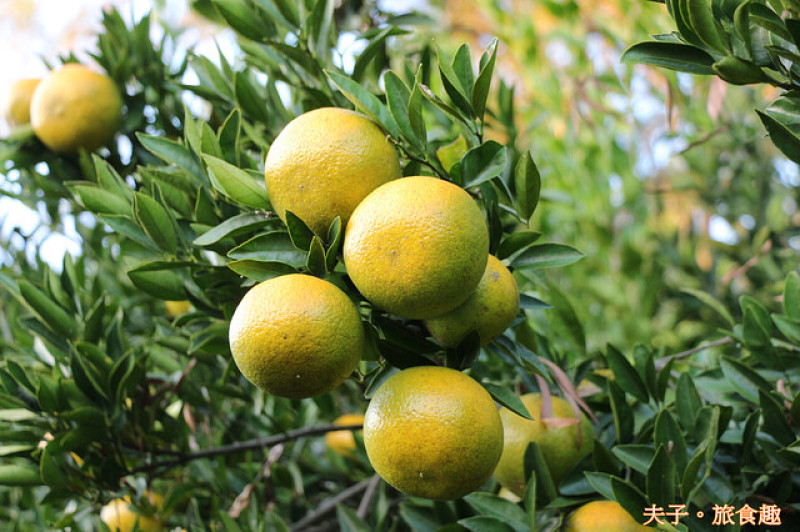 苗栗三灣 採橘樂 樂無窮