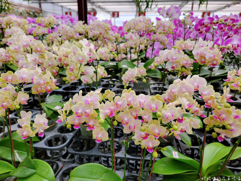 【台中市后里區】萌方花卉農場｜各種盆栽、園藝資材｜蝴蝶蘭花海｜近中社觀光花市