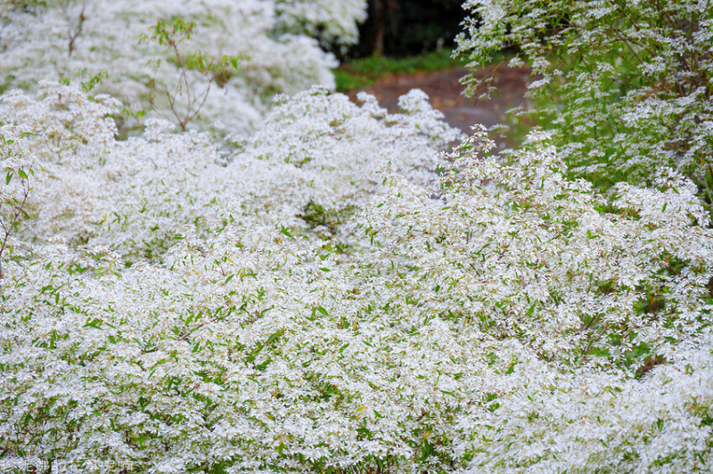 【台中市東勢區】豐富好玩的山林景點｜東勢林場遊樂區➤充滿挑戰性的體能訓練區➤遊客中心➤白雪木盛開➤侏儸紀公園➤賞螢步道➤觀音洞
