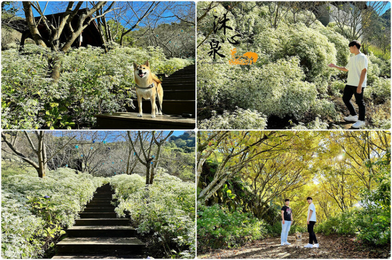 台中新社下雪了！季節限定黃金楓白雪木盛開，免出國也能感受宛如置身雪國仙境般的浪漫〜