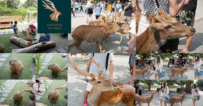 【墾丁景點】鹿境梅花鹿生態園區，墾丁小奈良，來到這"一杯飼料在手、梅花鹿我有"，有飼料不怕沒有梅花鹿，