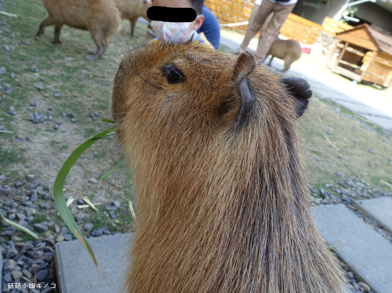 <玩。在恆春>來餵可愛鹿鹿們還有超呆萌水豚君等著你!!!~鹿境 Paradise Of Deer~