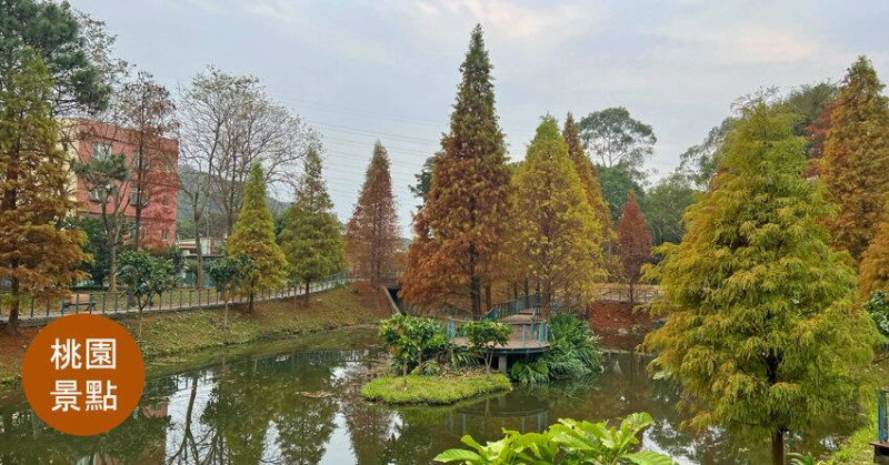 桃園龜山｜ 長庚養生文化村 落羽松公園 免費入園 冬日ig打卡 拍照景點