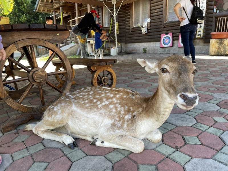 【台東景點】鹿野梅花鹿公園，與可愛動物零距離接觸親子景點，100元暢玩台版小奈良