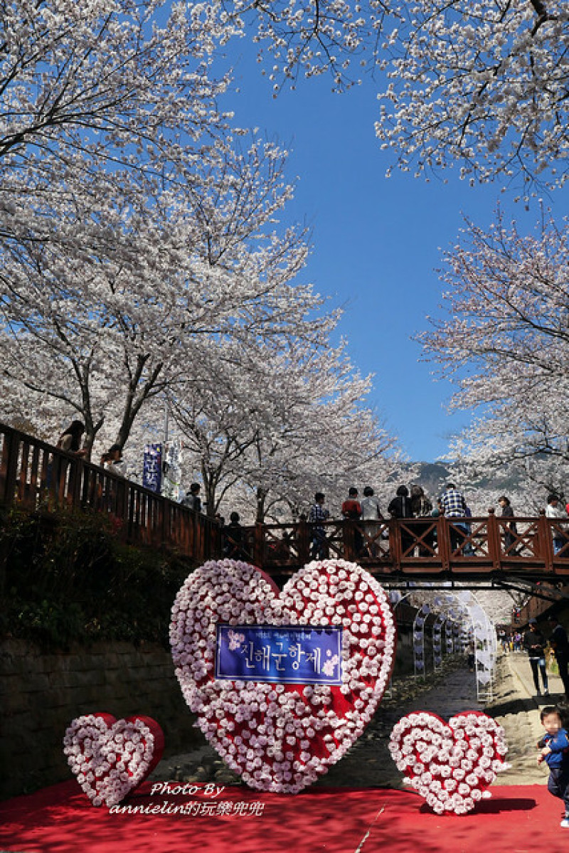 ◎【韓國(釜山) 2023賞櫻資訊更新－鎮海軍港櫻花節】滿滿櫻花才是櫻吹雪～余佐川羅曼史橋+帝皇山纜車賞櫻～