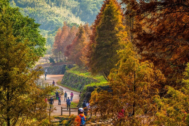 【台北景點】2023陽明山永公路500‧賞落羽松秘境│台北景點│半日遊‧輕旅行│季節限定│怎麼去‧交通‧公車‧捷運