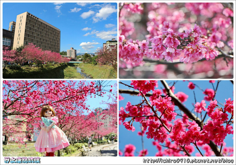 【新北景點】2023汐止康誥坑溪旁沿岸寒櫻、山櫻花盛開│北部走春景點│怎麼去地址公車火車社區巴士交通資訊