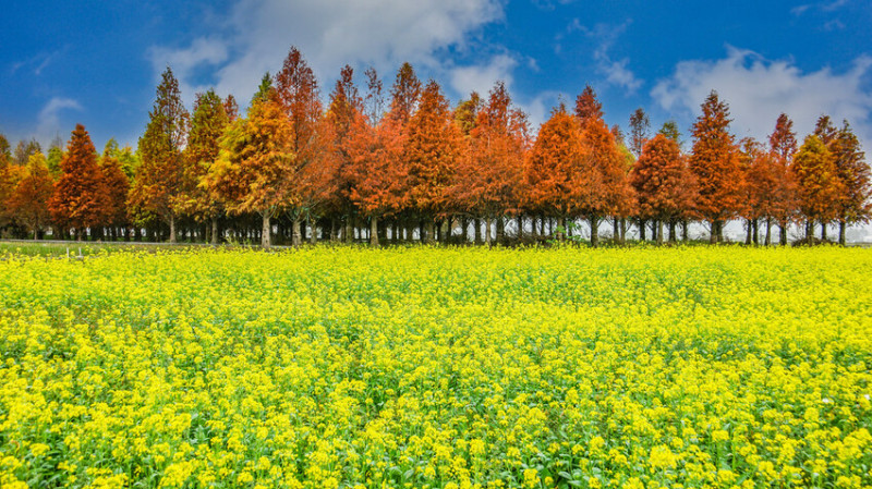 【台中景點】2023台中外埔落羽松‧油菜花漸層美景│網美‧網紅景點‧打卡景點│怎麼去‧交通‧公車