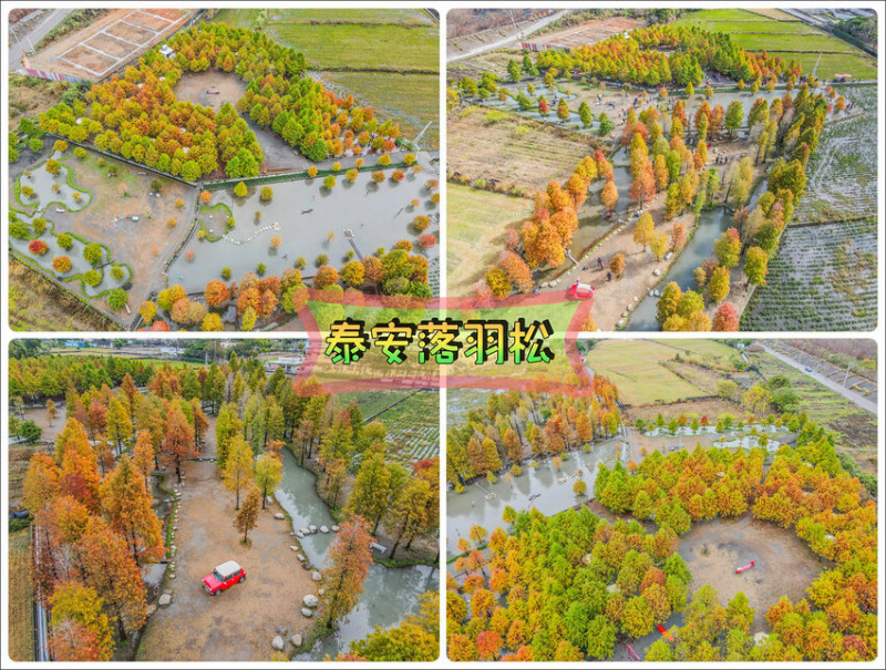 【台中景點】2023泰安羽粼落羽松秘境。漸層色調之美│熱門造景老爺車.復古機車.公車站牌│季節限定美景│怎麼