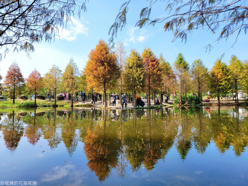 【桃園市大溪區】2023月眉人工濕地生態公園落羽松｜大溪落羽松景點｜有停車場