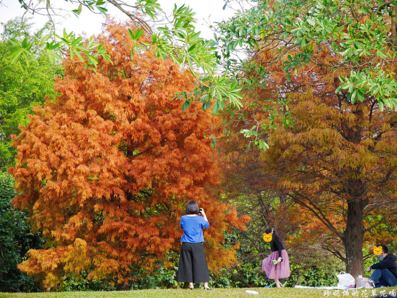 【桃園市大溪區】2023大溪埔頂公園落羽松紅了｜親子野餐｜共融式遊戲場｜籃球場｜好停車