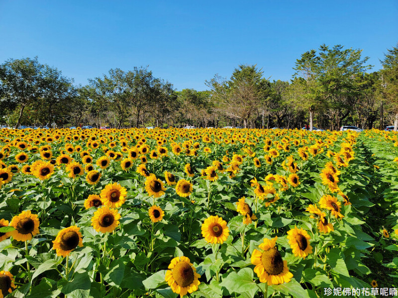 【屏東縣新埤鄉】2023新埤鄉綜合休閒公園向日葵｜百日草｜波斯菊花海