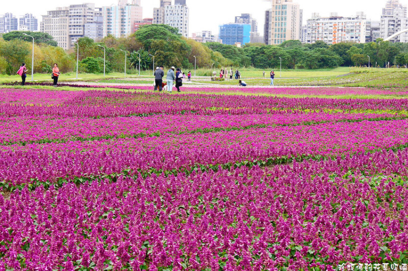 【台北市中正區】2023古亭河濱公園花海｜即日起至2/15