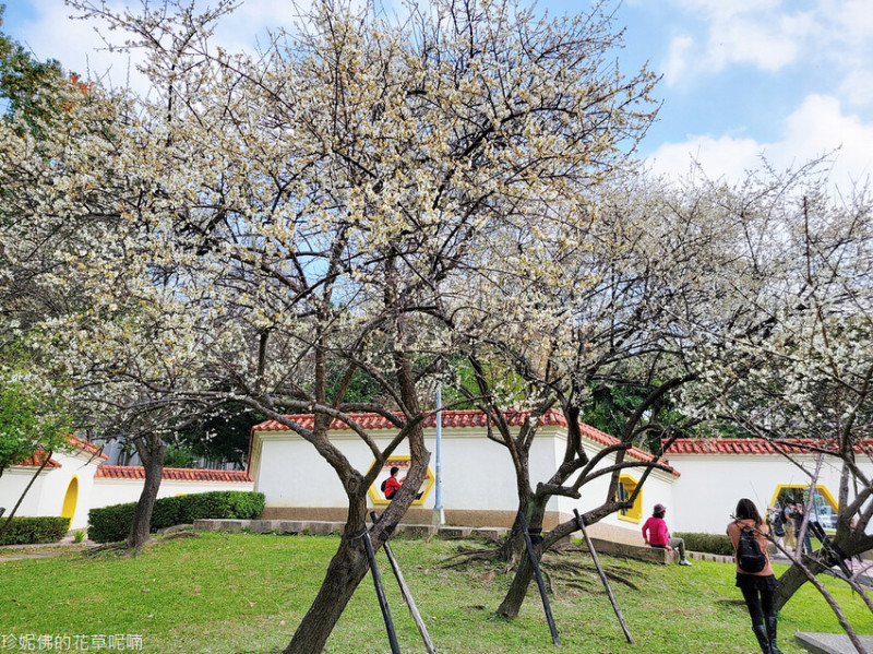 【台北市士林區】2023志成公園梅花開｜福林公園對面｜車子可停福林公園地下停車場