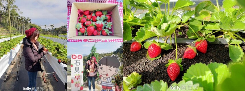 |台中新社景點 石見草苺園 高架美姬草莓 香水草莓 還有草莓醋可以喝 不用再跑到大湖採草莓啦|