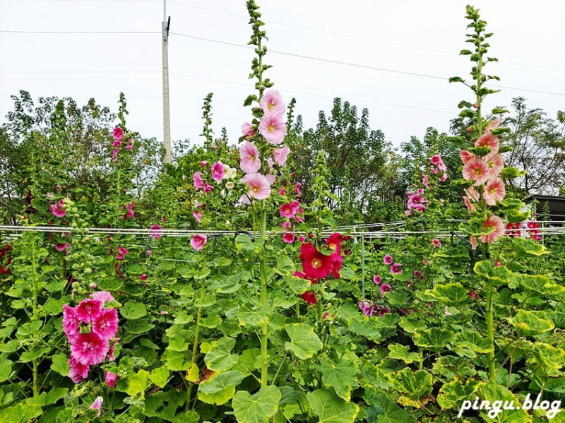2023田中蜀葵花季開跑!!繽紛的蜀葵花海 宅一起網美景點 美味的桶子雞套餐 手拉坏DIY一次滿足