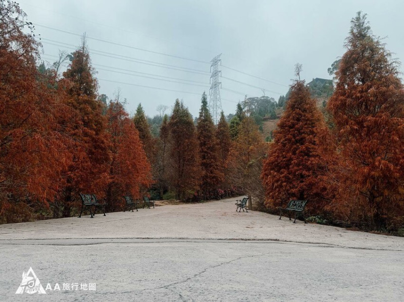 2023 苗栗三灣落羽松秘境｜每年都一定要看的落羽松