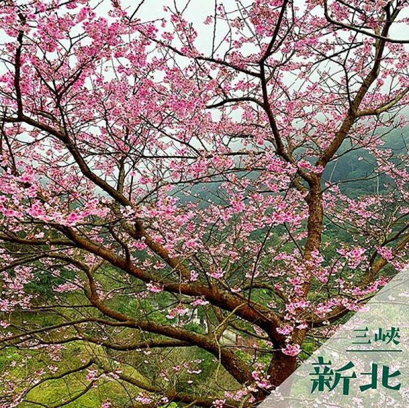 三峽大熊櫻花林｜新北室外景點推薦 @neru.foodie / 丸の良食