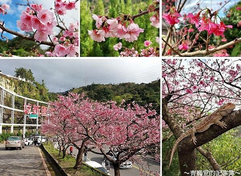 新北新店．2023花園新城 / 屈尺公園賞櫻