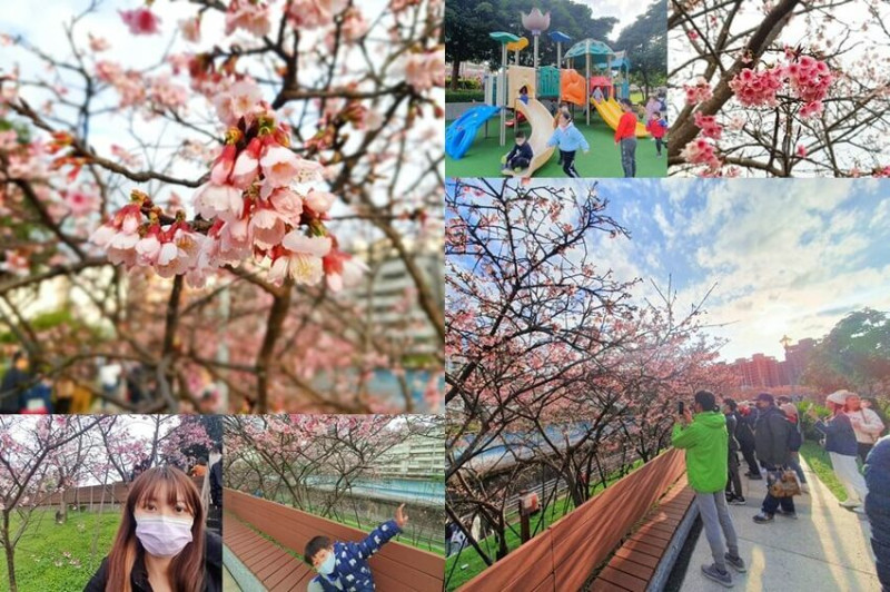 【台北內湖】東湖櫻花林/東湖樂活公園-台北賞櫻景點/2023夜櫻花季