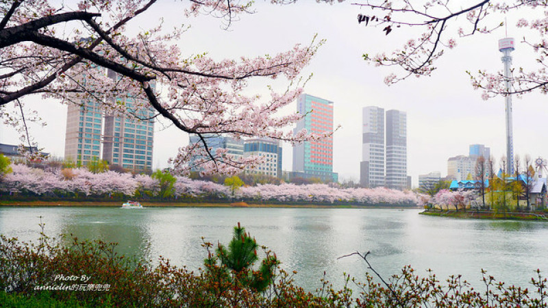 ◎【首爾(石村湖-櫻花節) 環湖步道-櫻花開滿天】美炸了！連背景的樂天世界樂園&souel sky世界塔..滿天都是櫻