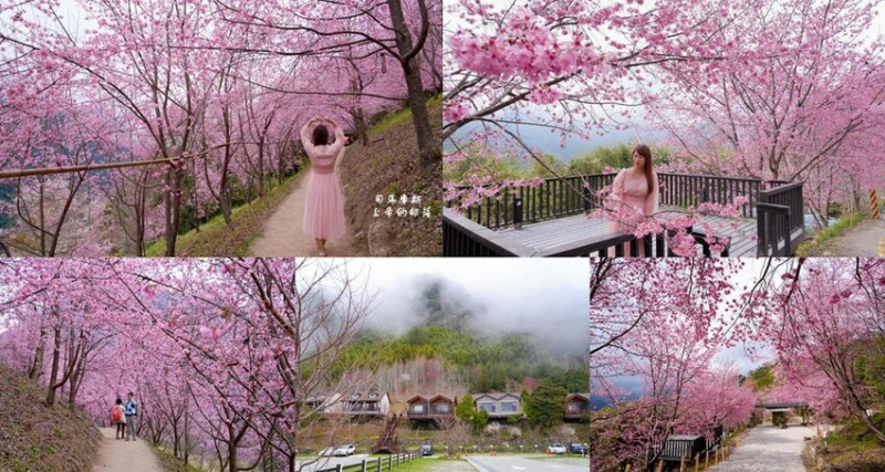 2023司馬庫斯櫻花季 ❙ 一生一定要去一次的粉紅櫻花海隧道、櫻花季管制措施與通行證申請!