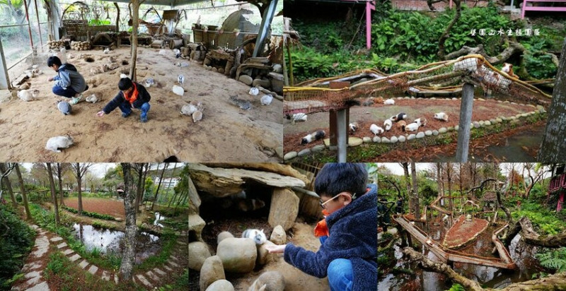 新竹親子景點 ❙ 墾園山水生態園區 ❙ 真實版天竺鼠車車、餵兔兔、落羽松美景、窯烤披薩!