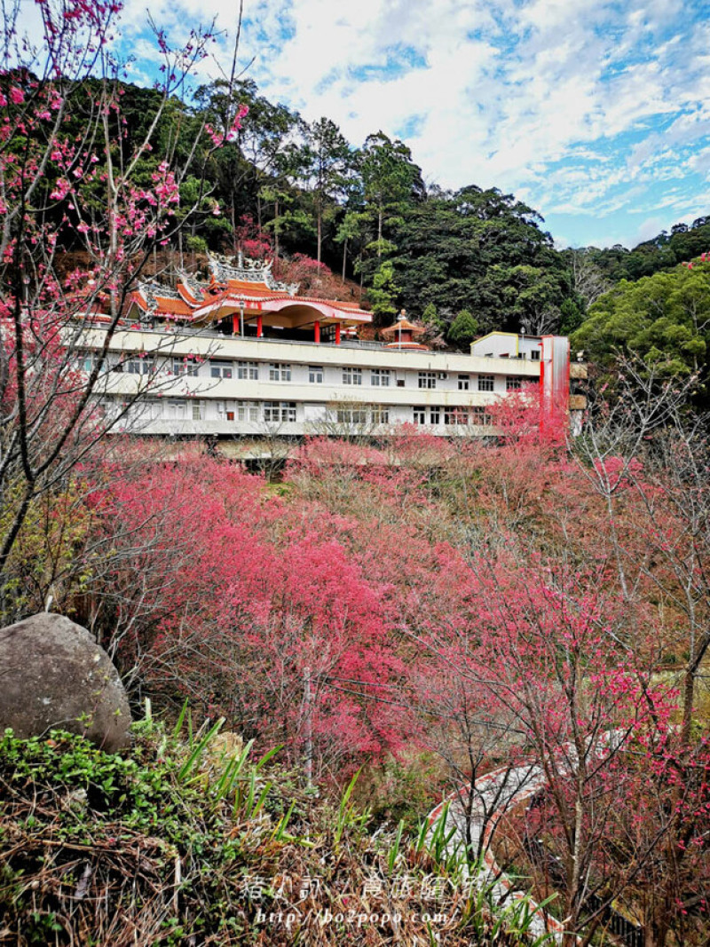 苗栗。獅潭》協雲宮山櫻花開(2023.2.6花況)