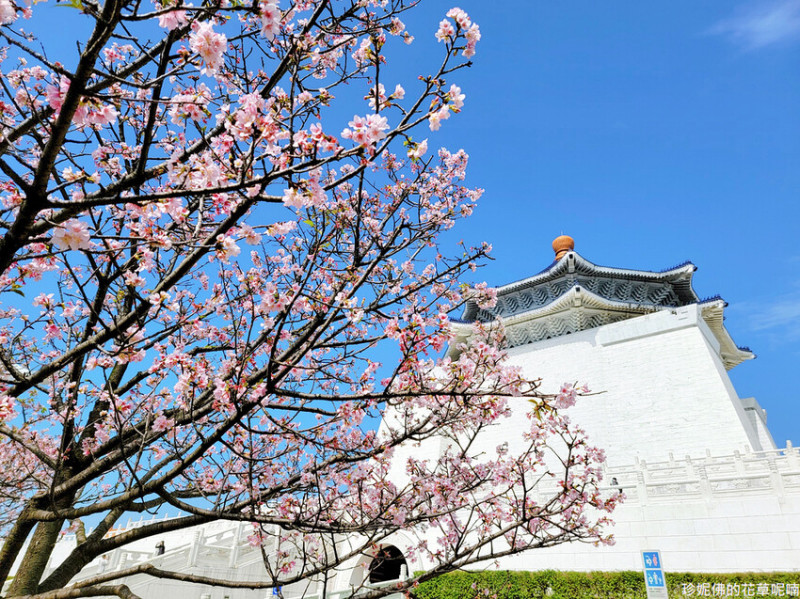 【台北市中正區】2023中正紀念堂賞櫻｜花色粉嫩柔美的大漁櫻滿開綻放｜捷運賞花景點