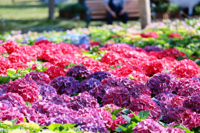 【台北市大安區】2023大安森林公園繡球花開了▶捷運賞花景點▶大安森林公園站三號出口