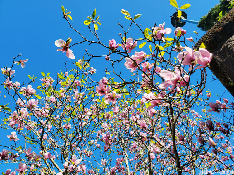 【新北市三峽區】2023白雞行修宮辛夷花盛開囉！