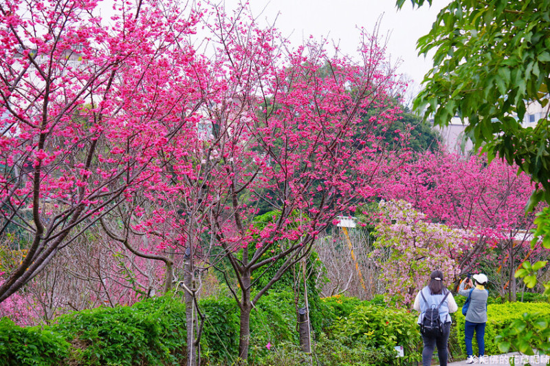 【新北市鶯歌區】2023鶯歌永吉公園櫻花季