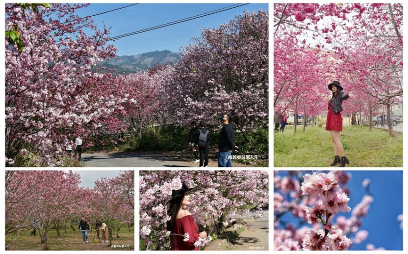 2023新社櫻花季｜6大免費賞櫻秘境景點不私藏 交通資訊 最佳賞櫻時間大公開！
