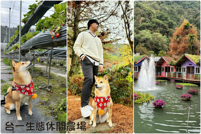 南投埔里親子必玩推薦台一生態休閒農場，歐式花園落羽松祕境、採草莓、愛心湖畔、彩色屋，絕美打卡仙境都在這！