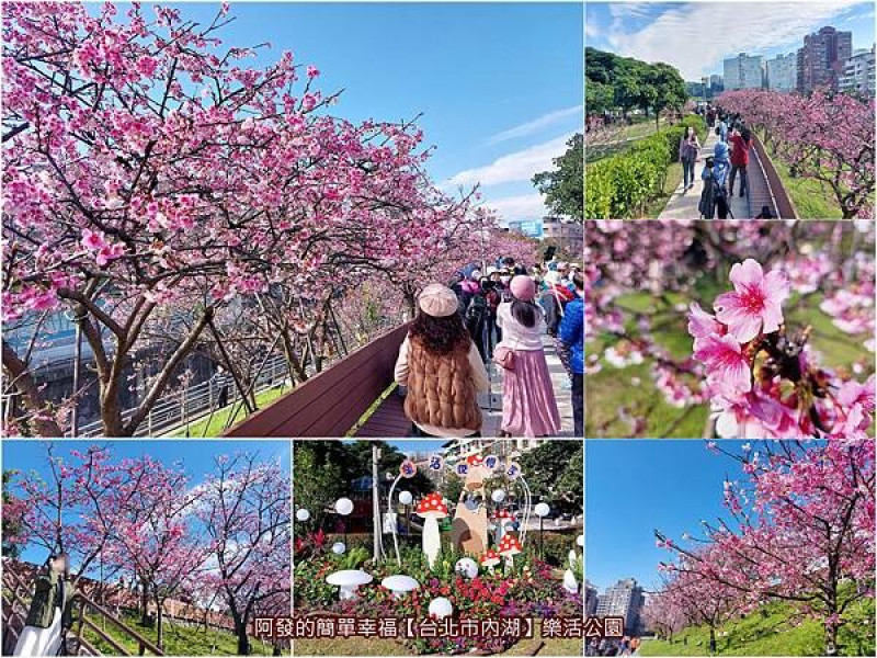 ﹝台北市內湖﹞樂活公園　名聞遐邇的賞櫻勝地捷運就可到，開花量驚人如爆米花般怒綻中的櫻花林　／晚上也可賞櫻／2023樂活夜櫻季／台北賞櫻／台北櫻花林／東湖櫻花林