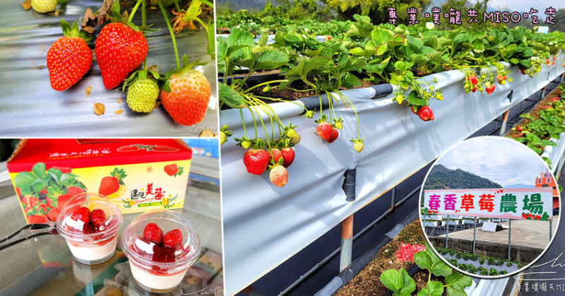 【大湖草莓園】春香草莓農場 ➤ 2023人氣草莓園，高架草莓園，好停車！苗栗採草莓推薦！巧克力雲莊走路5分鐘