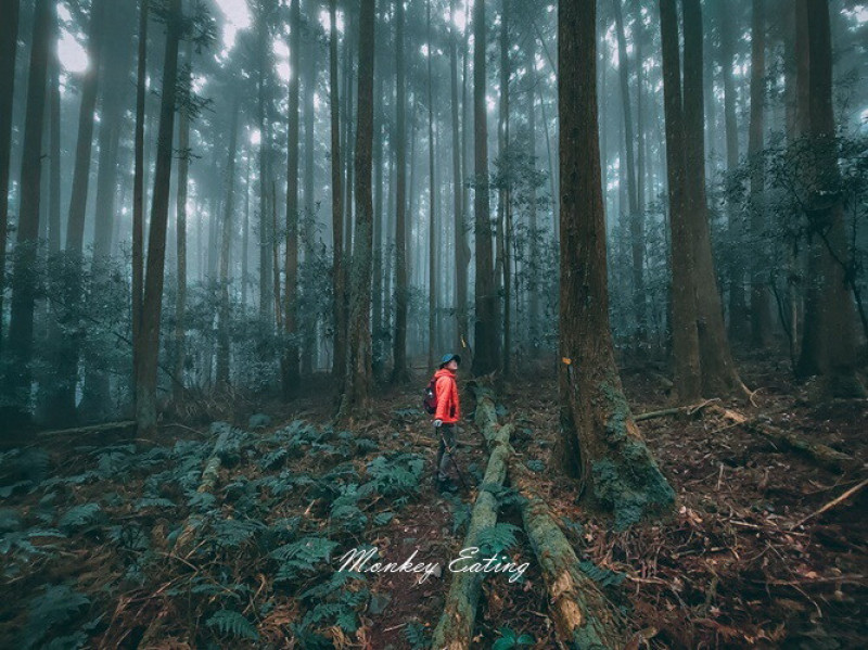 【比大鳥縱走】苗栗中級山推薦，迷幻森林超仙。鳥嘴山、大窩山、比林山 - 貪吃猴的幻想