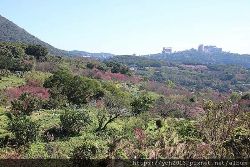 北投景點／風尾步道賞櫻