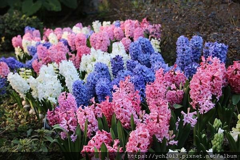 陽明山景點／台北花卉試驗中心賞花，鬱金香、風信子、櫻花、茶花、勿忘我，美不勝收