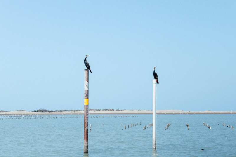 台南｜潮Way台南最有台南味/KKday七股潟湖觀光竹筏/【龍山號】生態遊船＋烤鮮蚵吃到飽