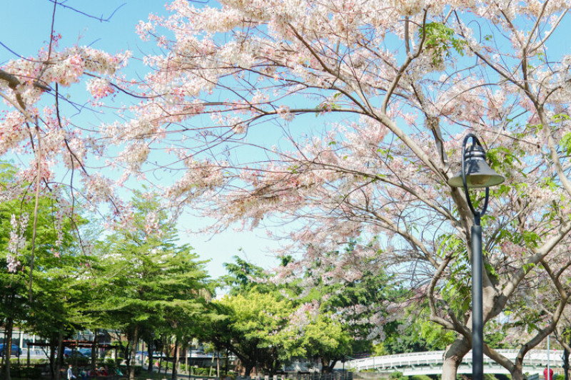 一日遠行｜屏東河濱公園花旗木盛開了