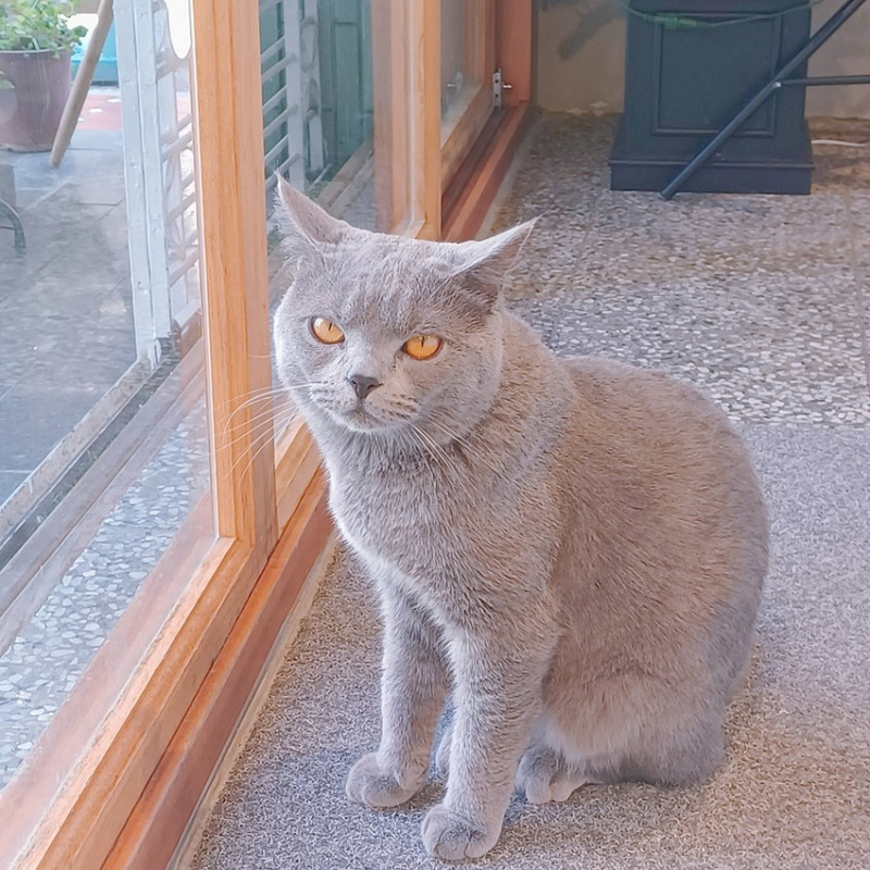 【食用】洄流Stream早午餐-就讓喵星人服務生來為您服務